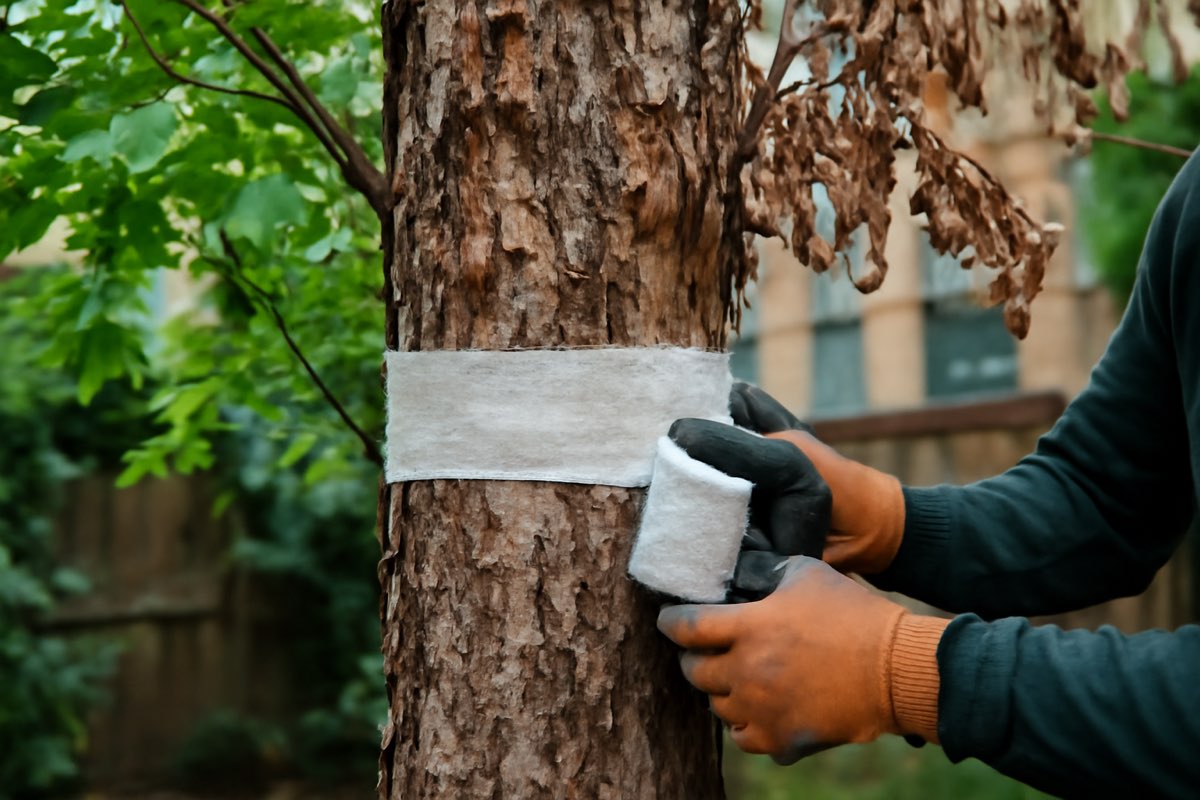 Arborist treating a dying tree in Brooklyn - how to save a dying tree