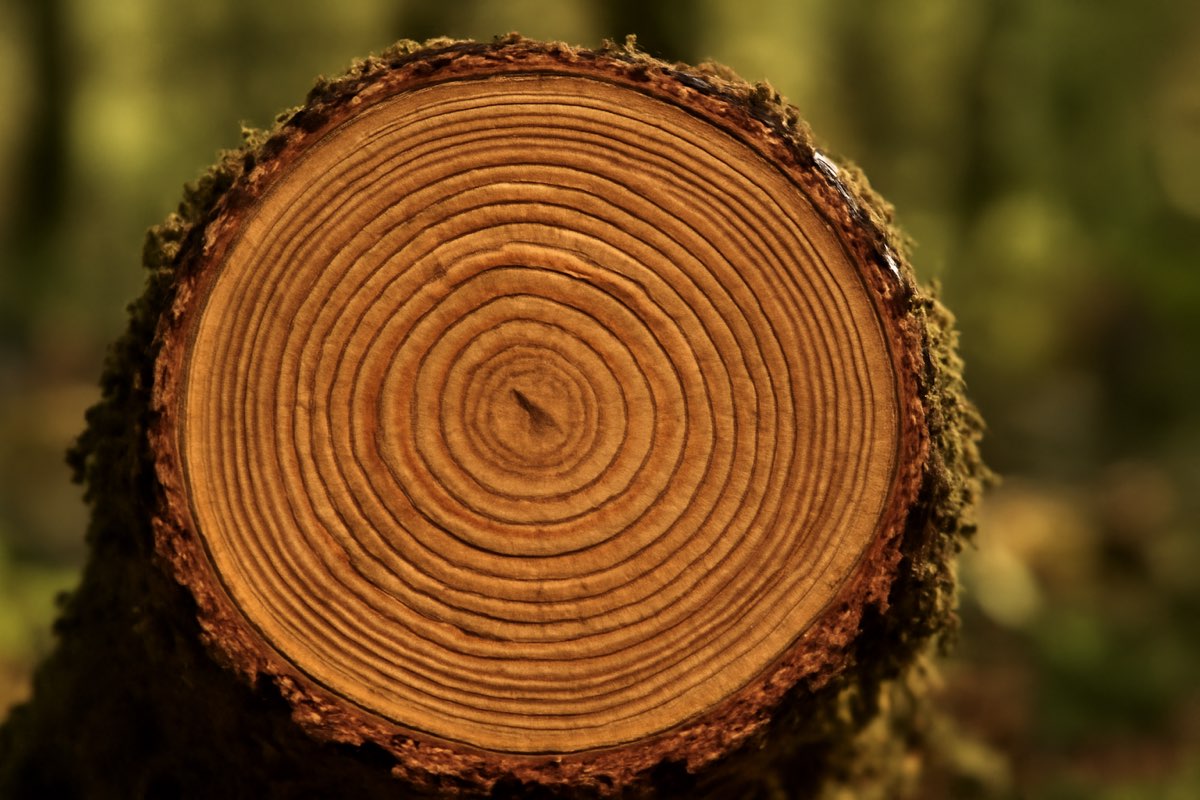 Tree trunk cross section showing growth rings - how to tell the age of a tree