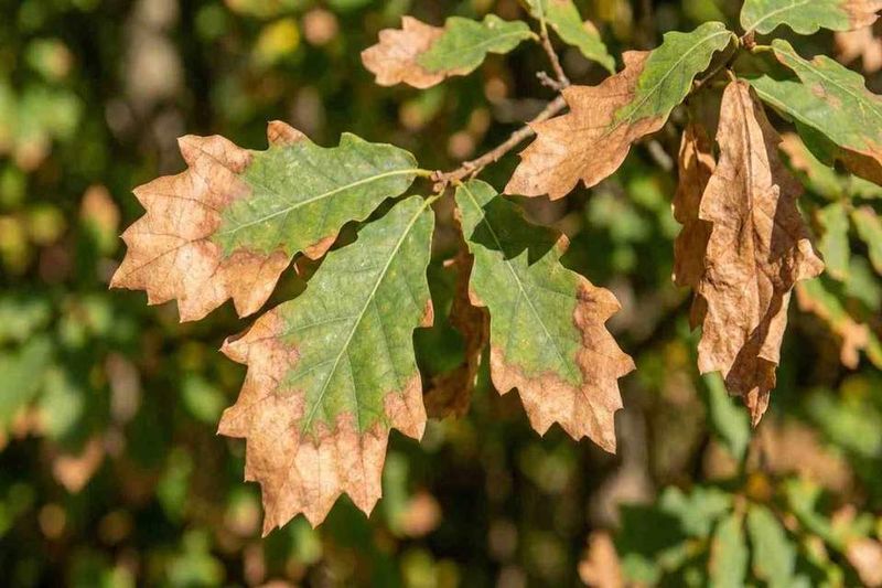 Oak wilt symptoms showing bronzing leaves on an oak tree in Brooklyn