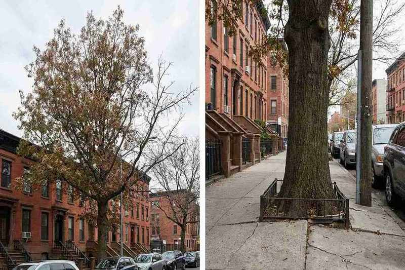 Oak tree diseases affecting Brooklyn street trees and yard oaks