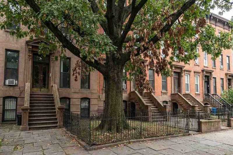 Oak tree diseases identification guide for Brooklyn homeowners