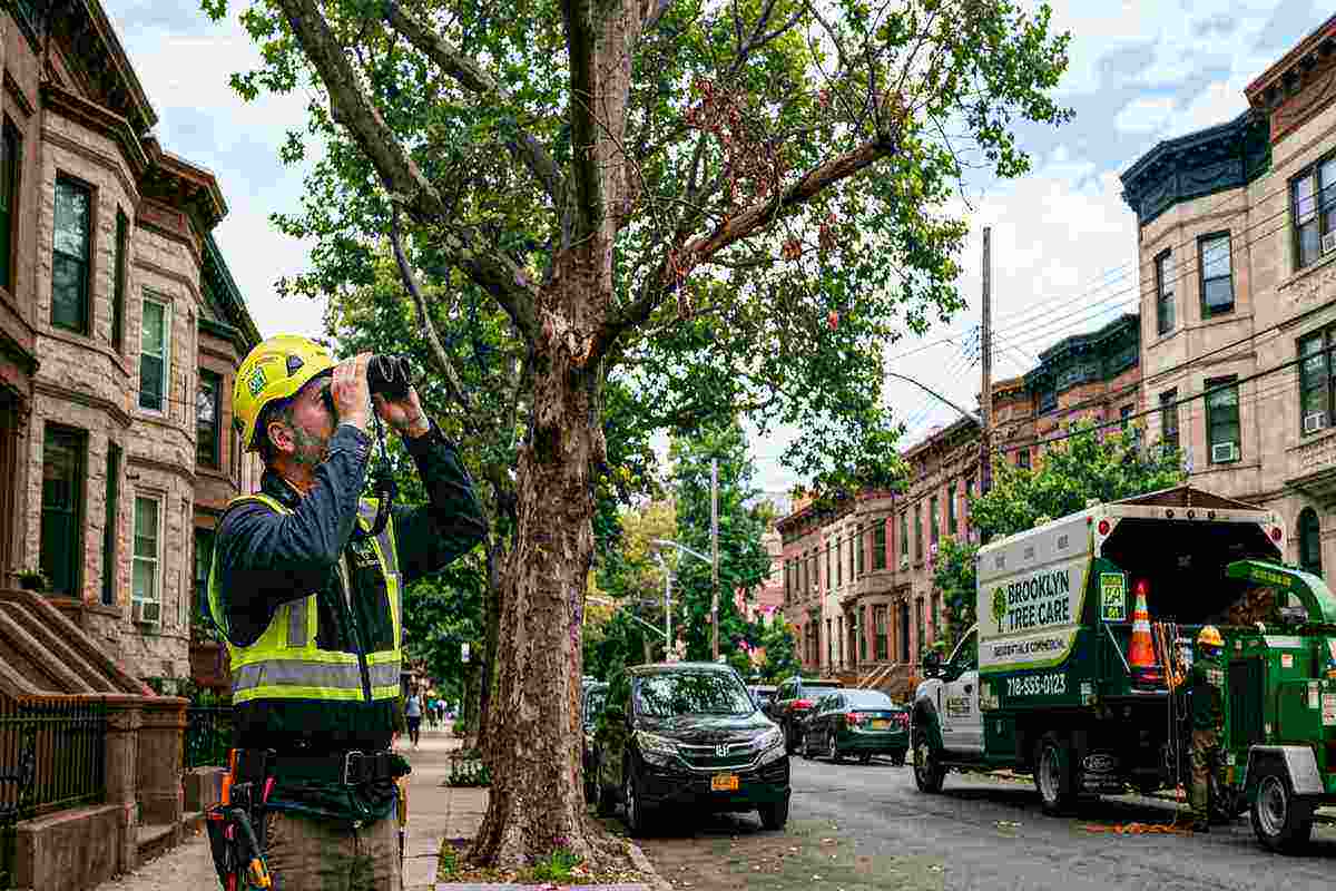 ISA certified arborist inspecting a tree in Brooklyn
