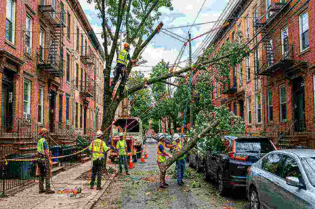 Tree cutting crew dismantling a tree near power lines in Brooklyn