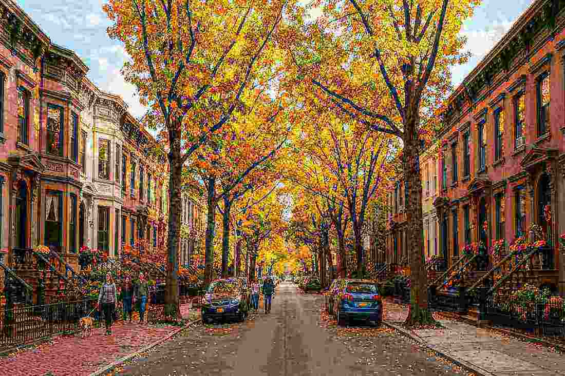 Well-maintained Brooklyn street with healthy trees
