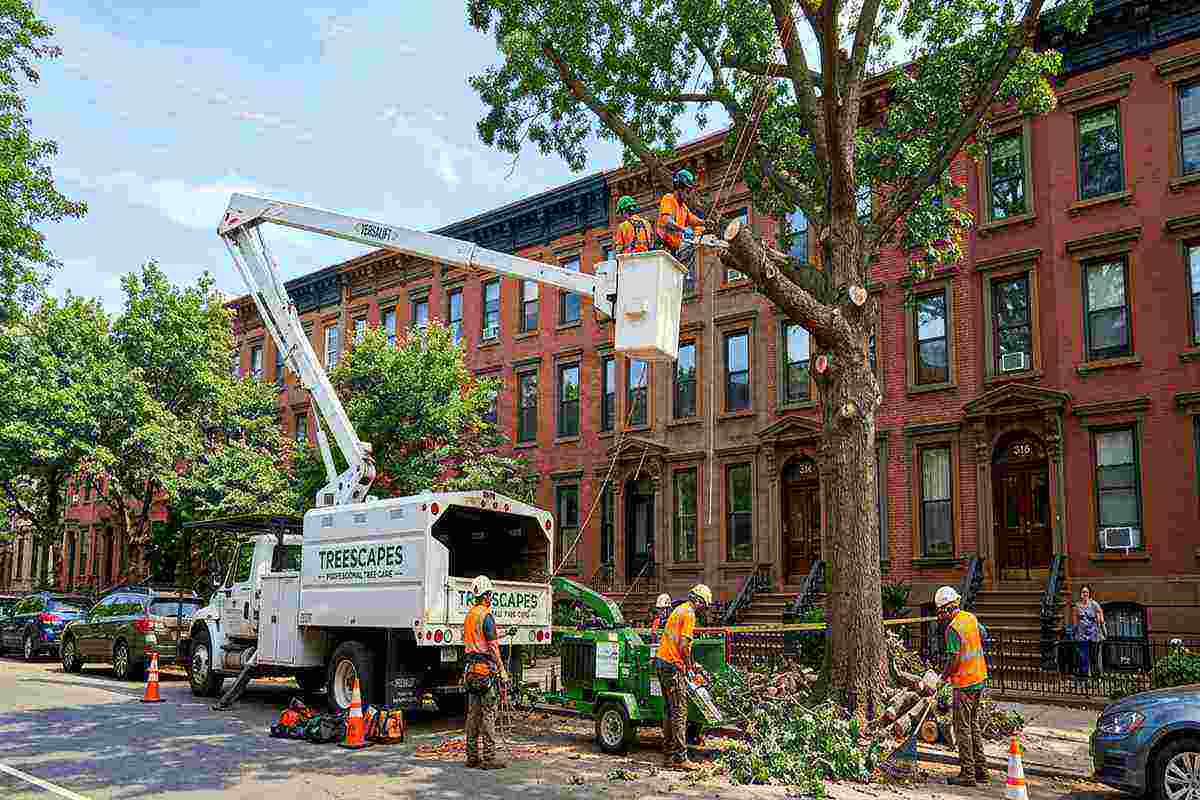 Professional tree cutting crew removing a large tree next to a Brooklyn brownstone