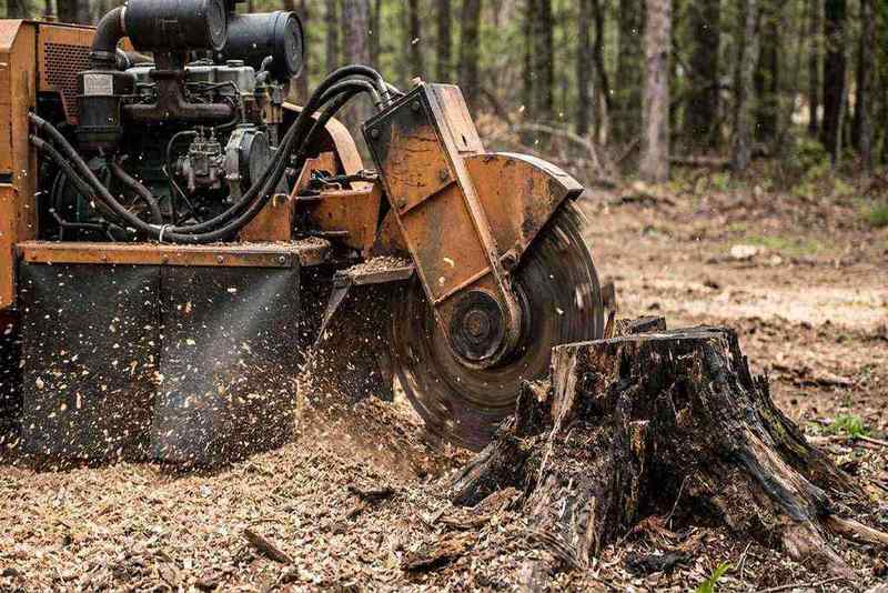 Stump grinder machine removing tree root flare