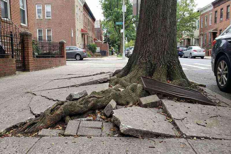 Tree roots cracking and lifting a Brooklyn sidewalk