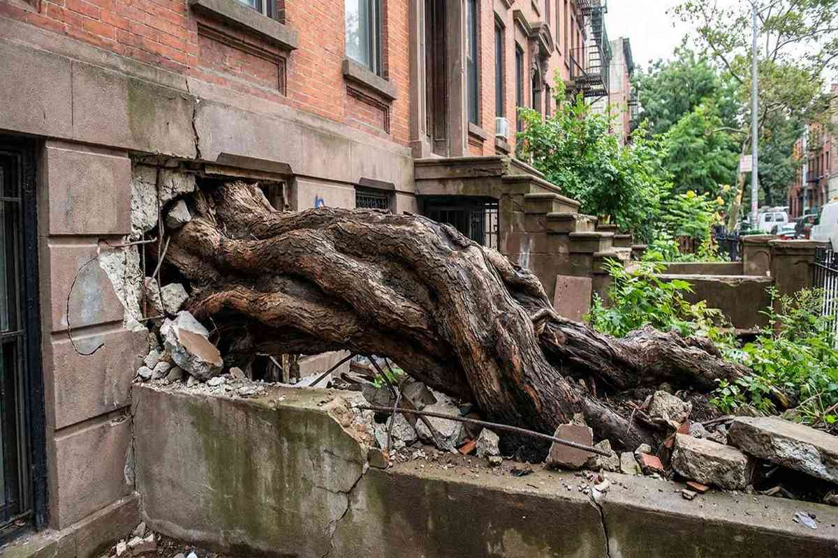 Tree roots cracking a home foundation in Brooklyn