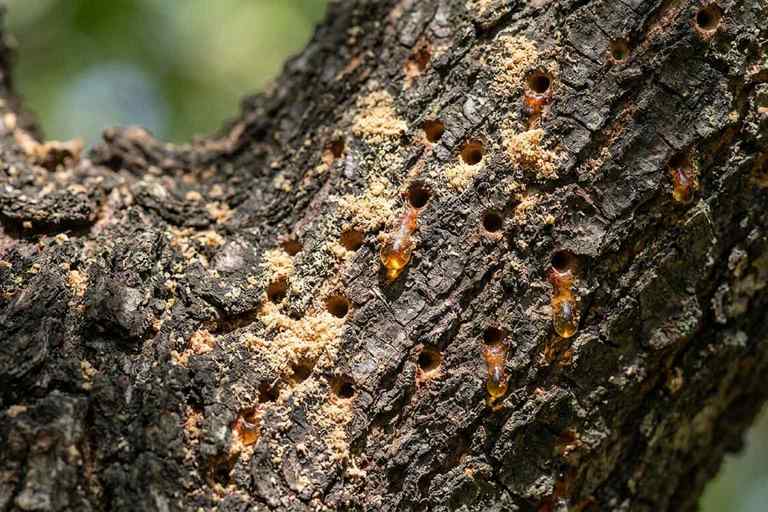 Borer insect holes in tree bark with oozing sap and frass