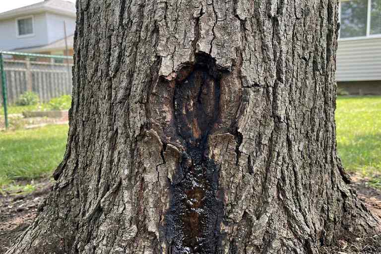 Sunken canker with bacterial ooze on a tree trunk