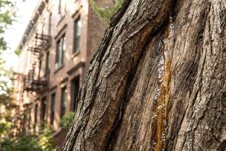 Tree trunk oozing amber sap in a Brooklyn backyard - why is my tree leaking sap