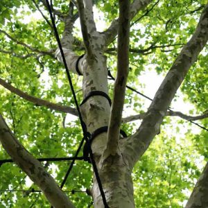 Tarzan Tree Removal tree bracing and pruning Brooklyn NYC