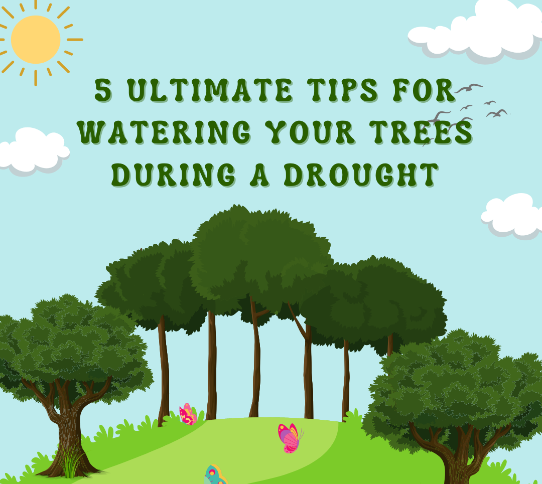 5 Ultimate Tips for Watering Your Trees During a Drought