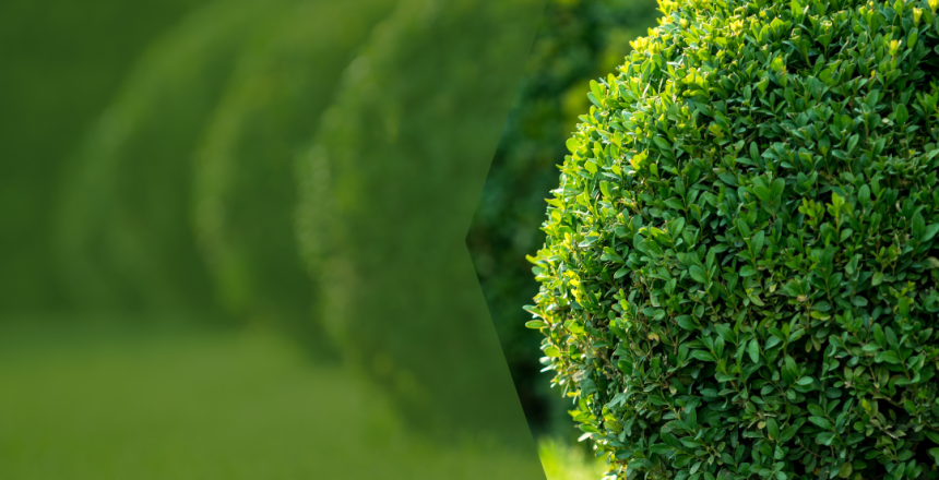 7 Mistakes Homeowners Make When Trimming Their Own Trees