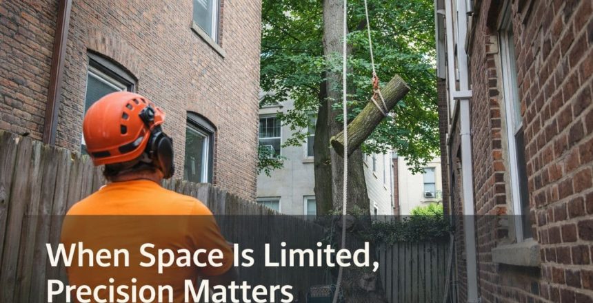Arborist lowering a cut tree limb with rigging between two NYC brick buildings during tight-space tree removal near a home.